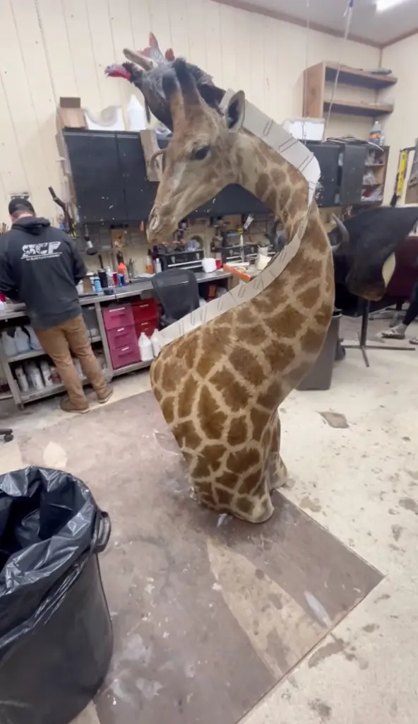 giraffe