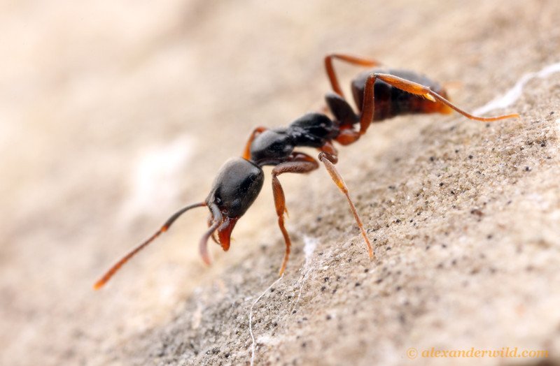 Asian Needle Ants: The Silent Spread of These Ants Across the U.S.