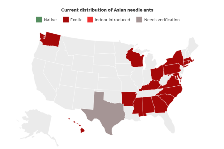 Asian needle ants