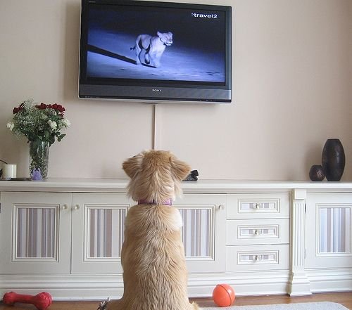 Science reveals dogs’ favorite type of TV.